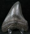 Fossil Megalodon Tooth - Medway Sound, GA #13278-2